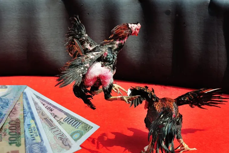 Bí Kíp Chơi Đá Gà Sabong Tại MMLive Từ Cao Thủ Toàn Thắng